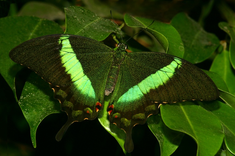 Emerald Swallowtail